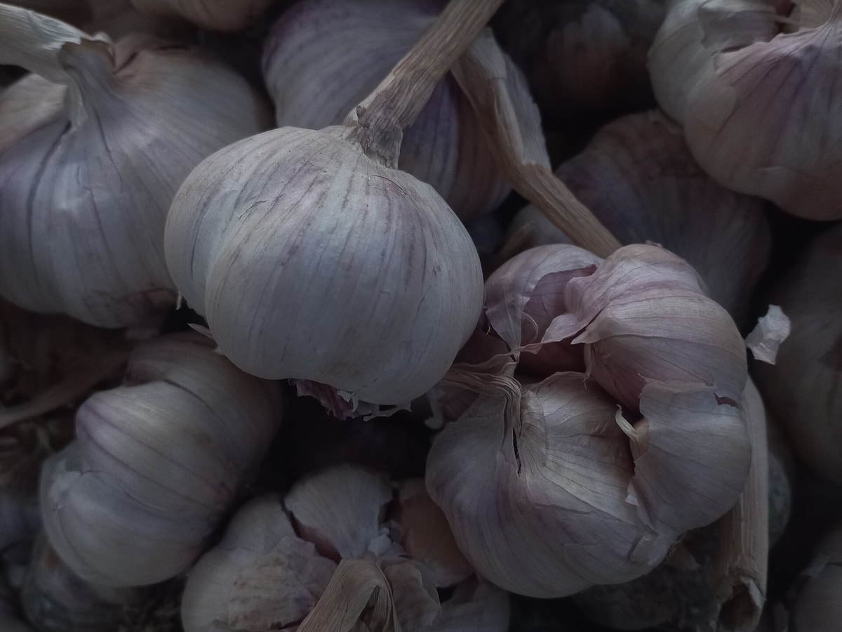 Garlic (Lahsun)