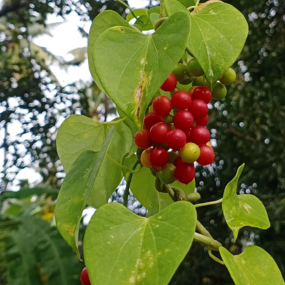 Giloy (Guduchi)