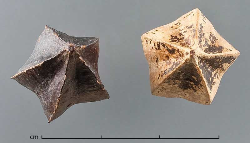 Madhumalti