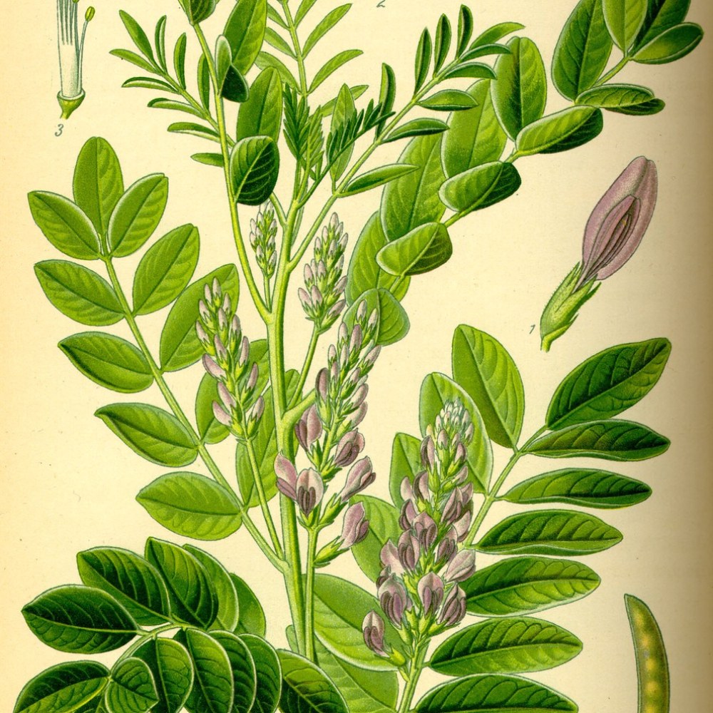 Mulethi (Licorice)
