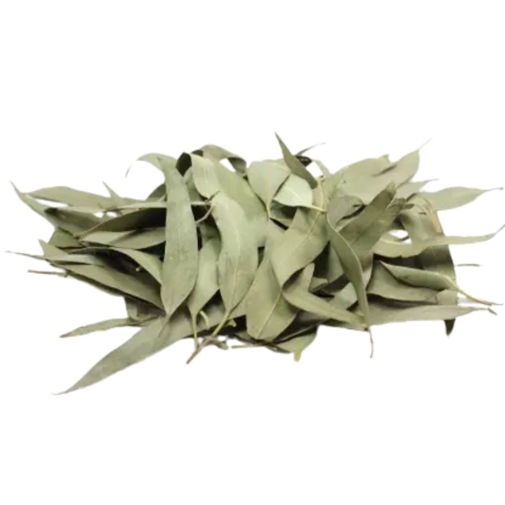 Neelgiri (Eucalyptus)