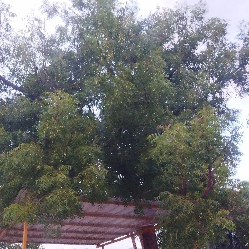 Neem