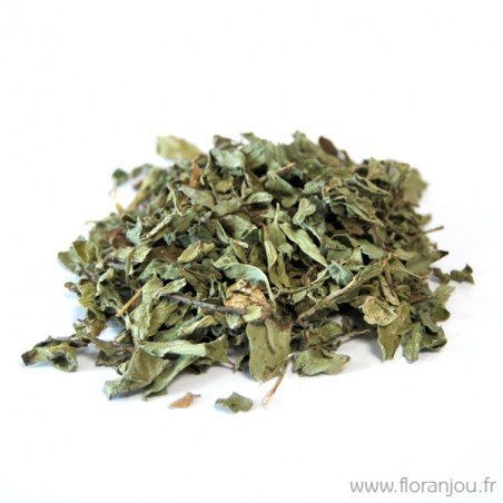 Oregano