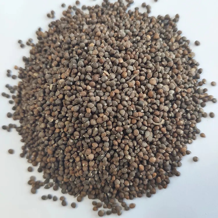 Perilla Seed