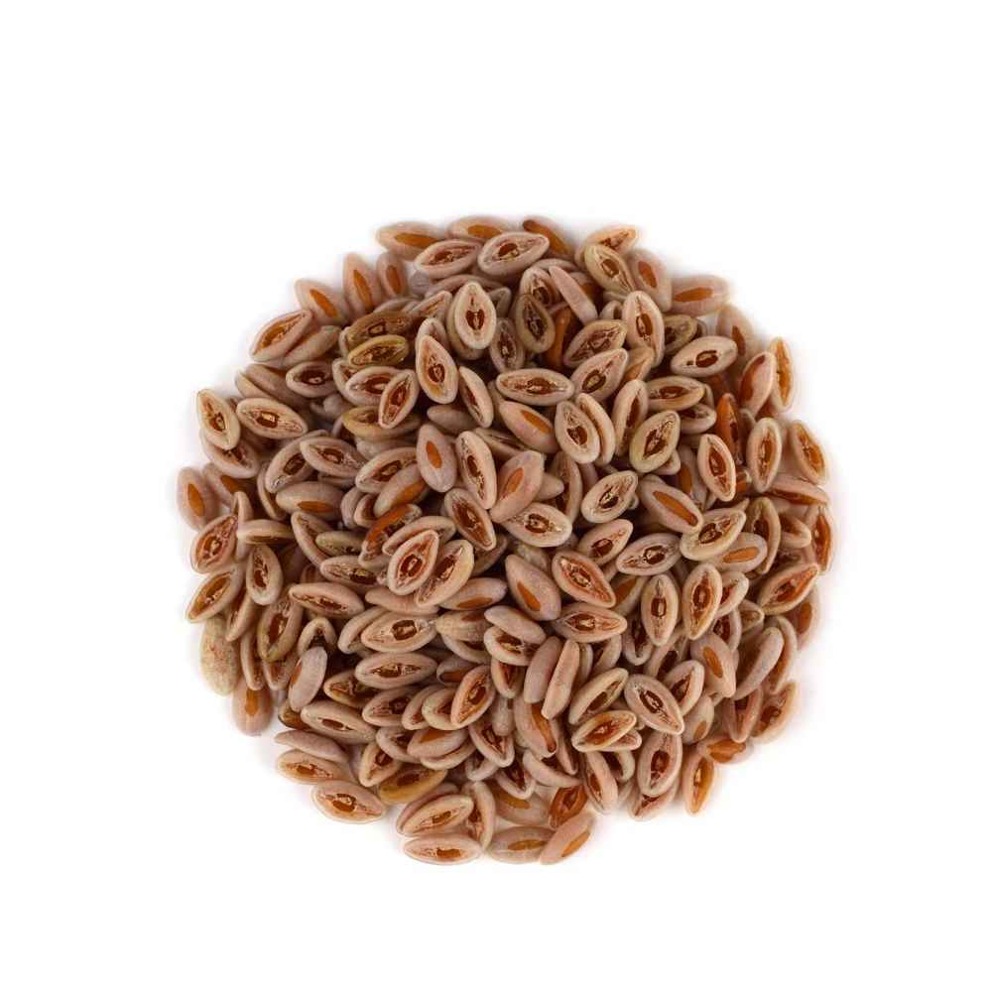 Psyllium (Isabgol)