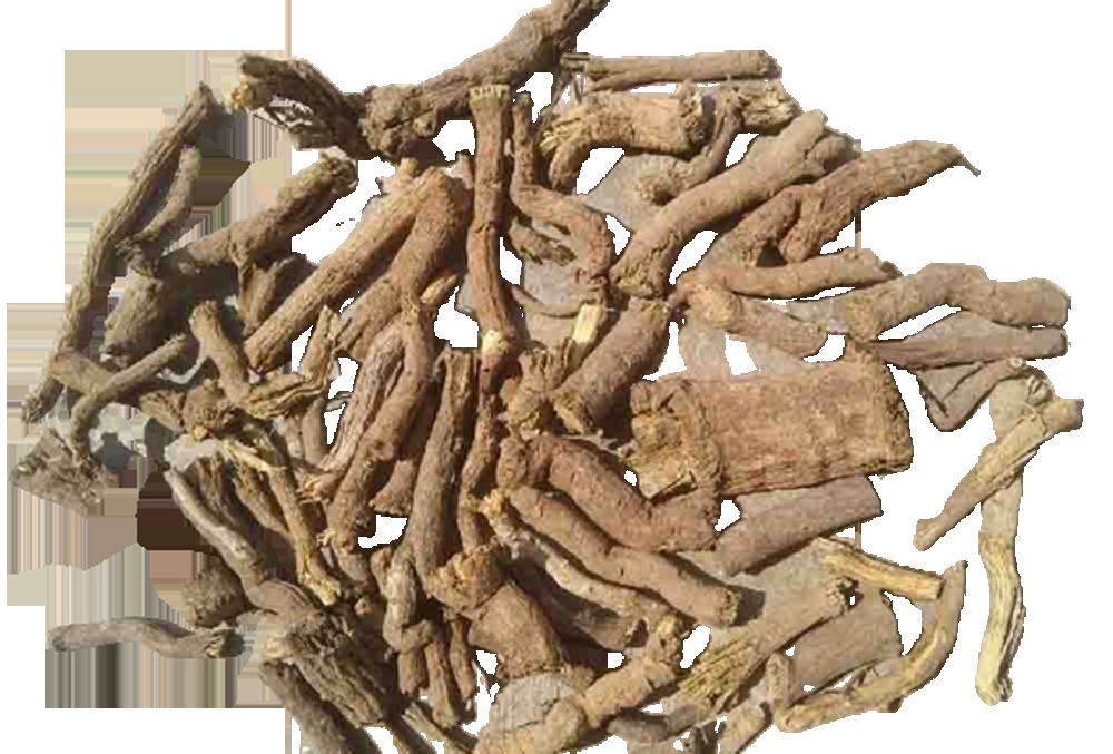 Rasna