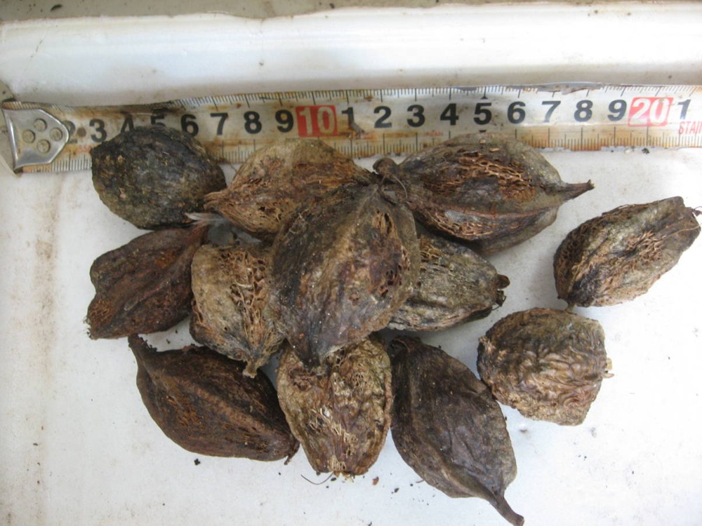 Samudraphala