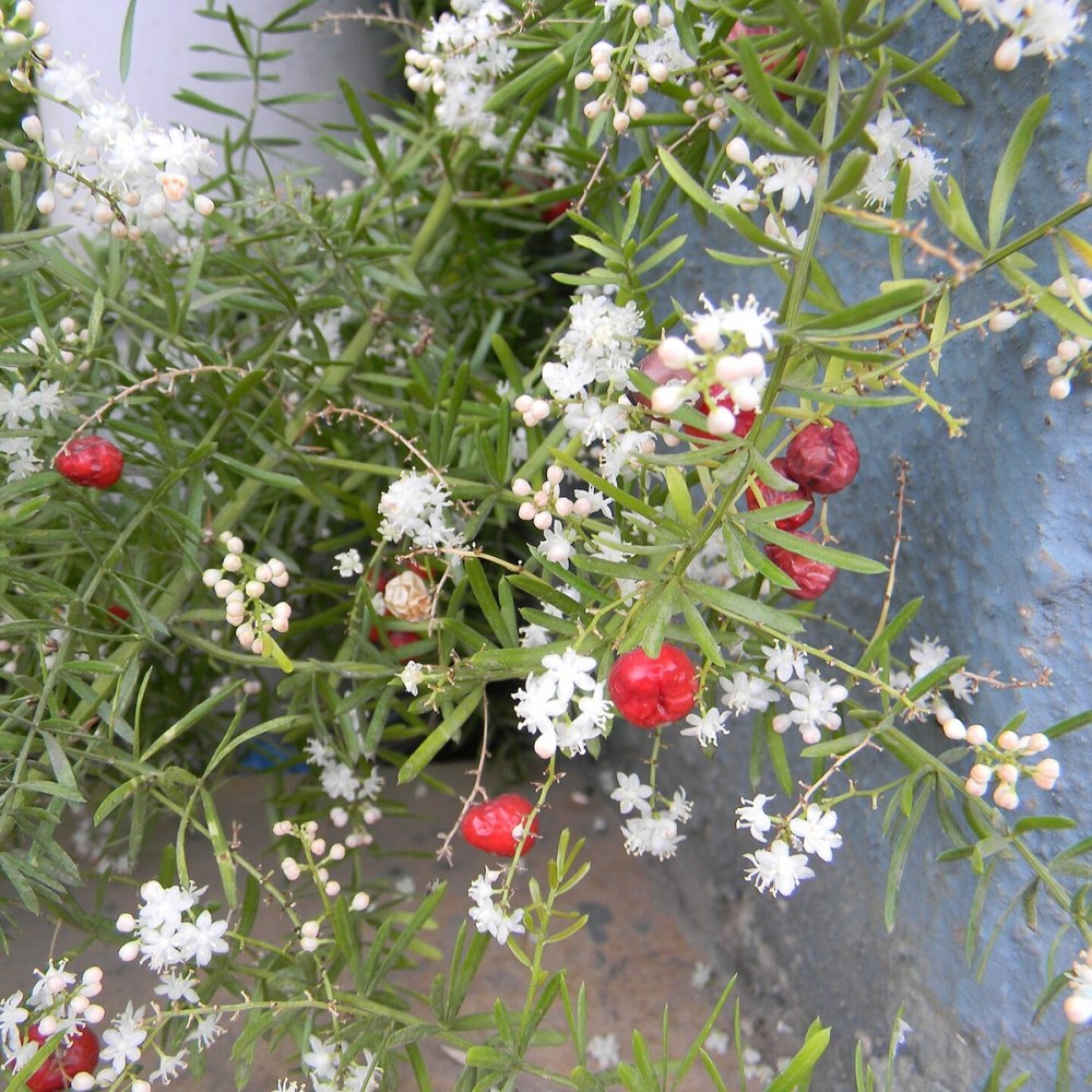 Shatavari