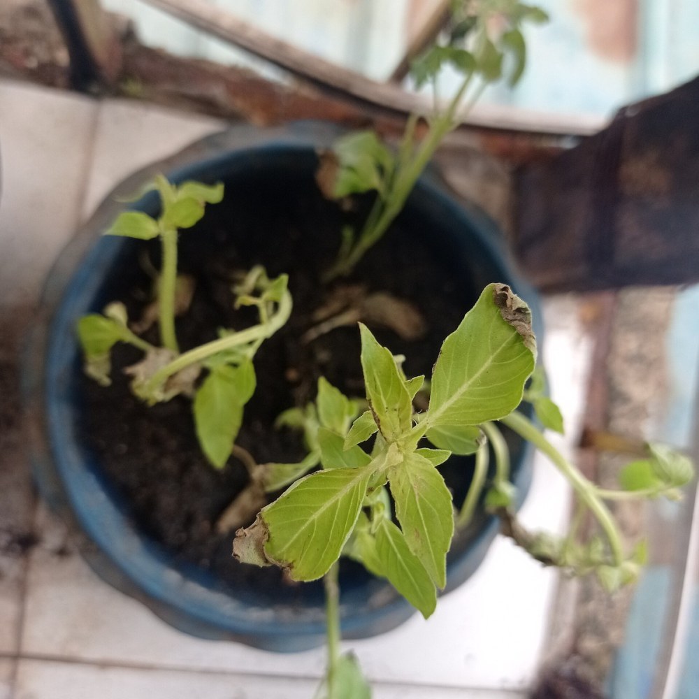 Tulsi (Holy Basil)